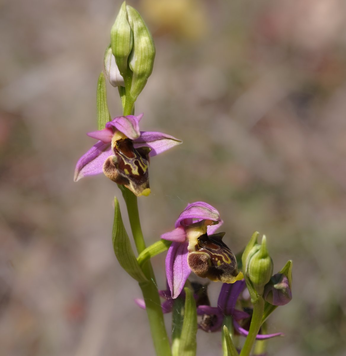 Ultime orchidee per quest''anno - Dalla Grecia con passione